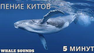 Расслабляющее Пение Китов - 5 минут пения китов, Ощущения Присутствия